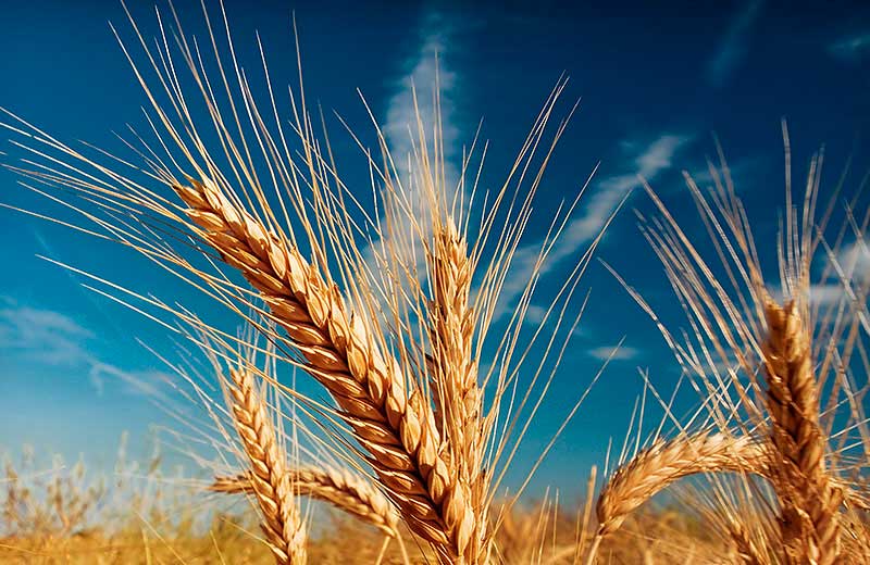 Grain Image: Factor 1